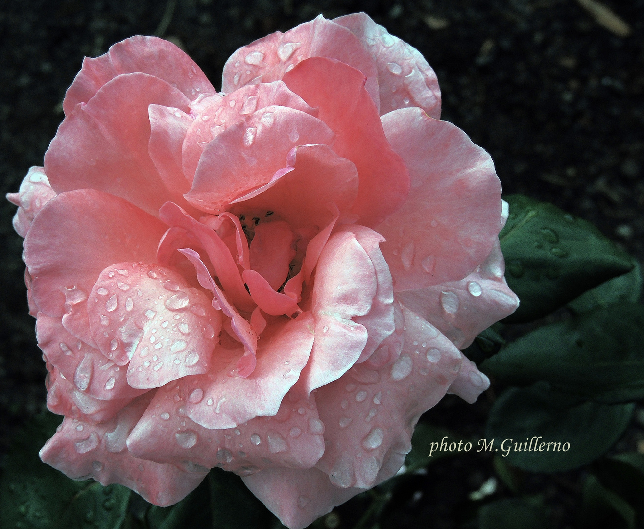 Rose nach dem Regen