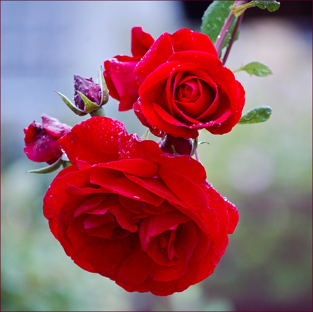 Rose nach dem Regen