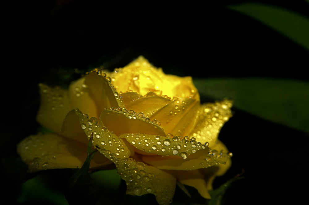 Rose nach dem regen