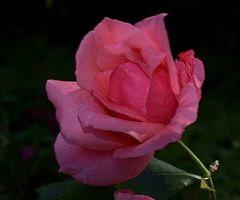 Rose nach dem Regen