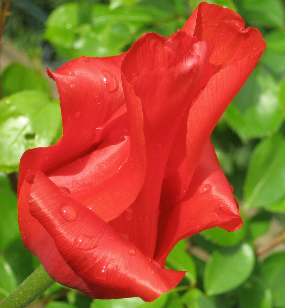 Rose nach dem Regen