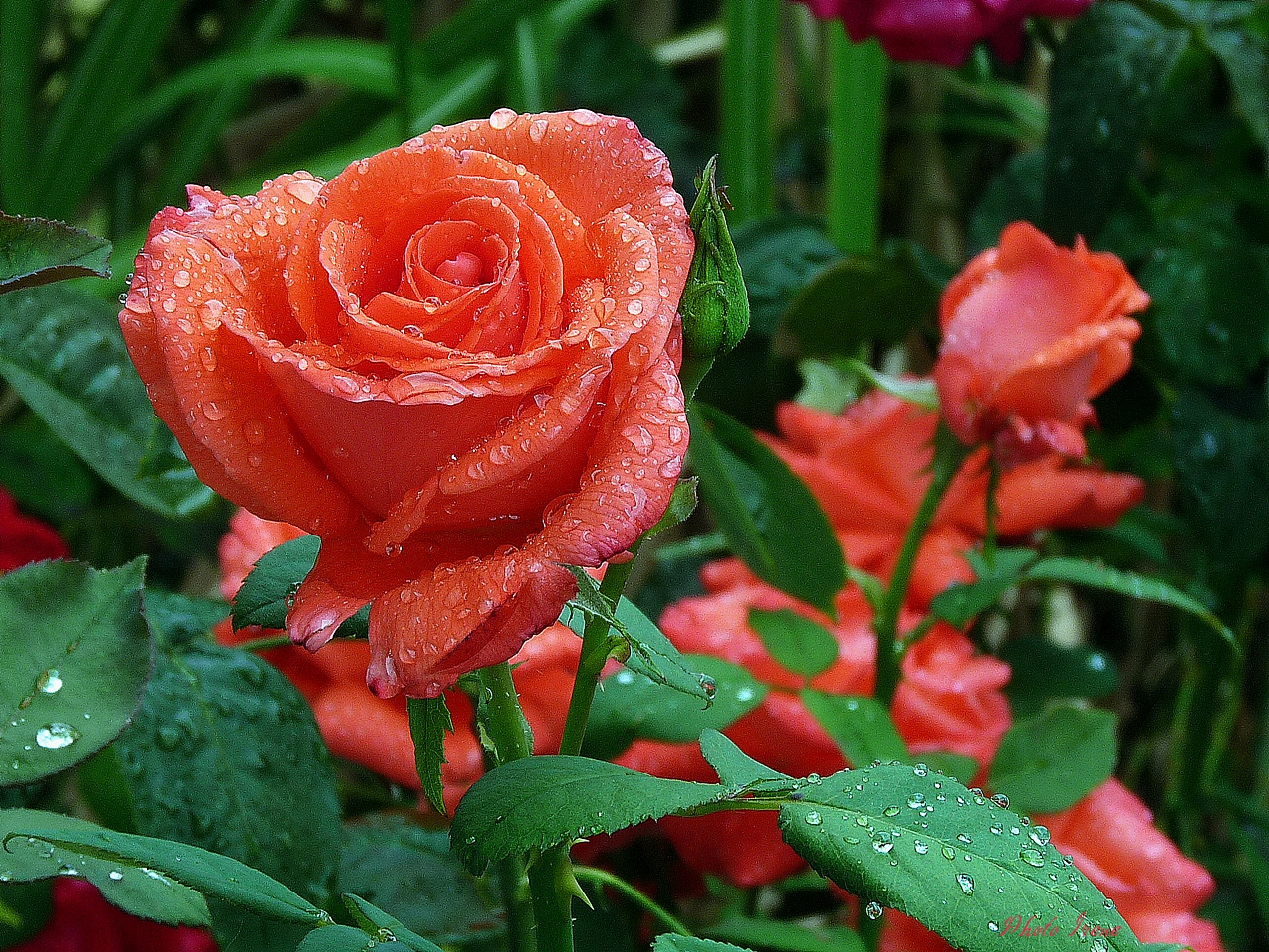 Rose nach dem Regen heute ...