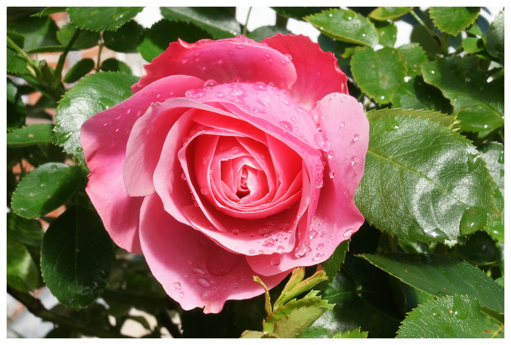 Rose nach dem Regen II