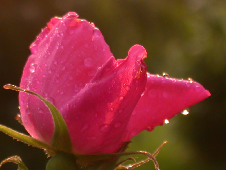 Rose nach dem Regen in Süd - Norwegen