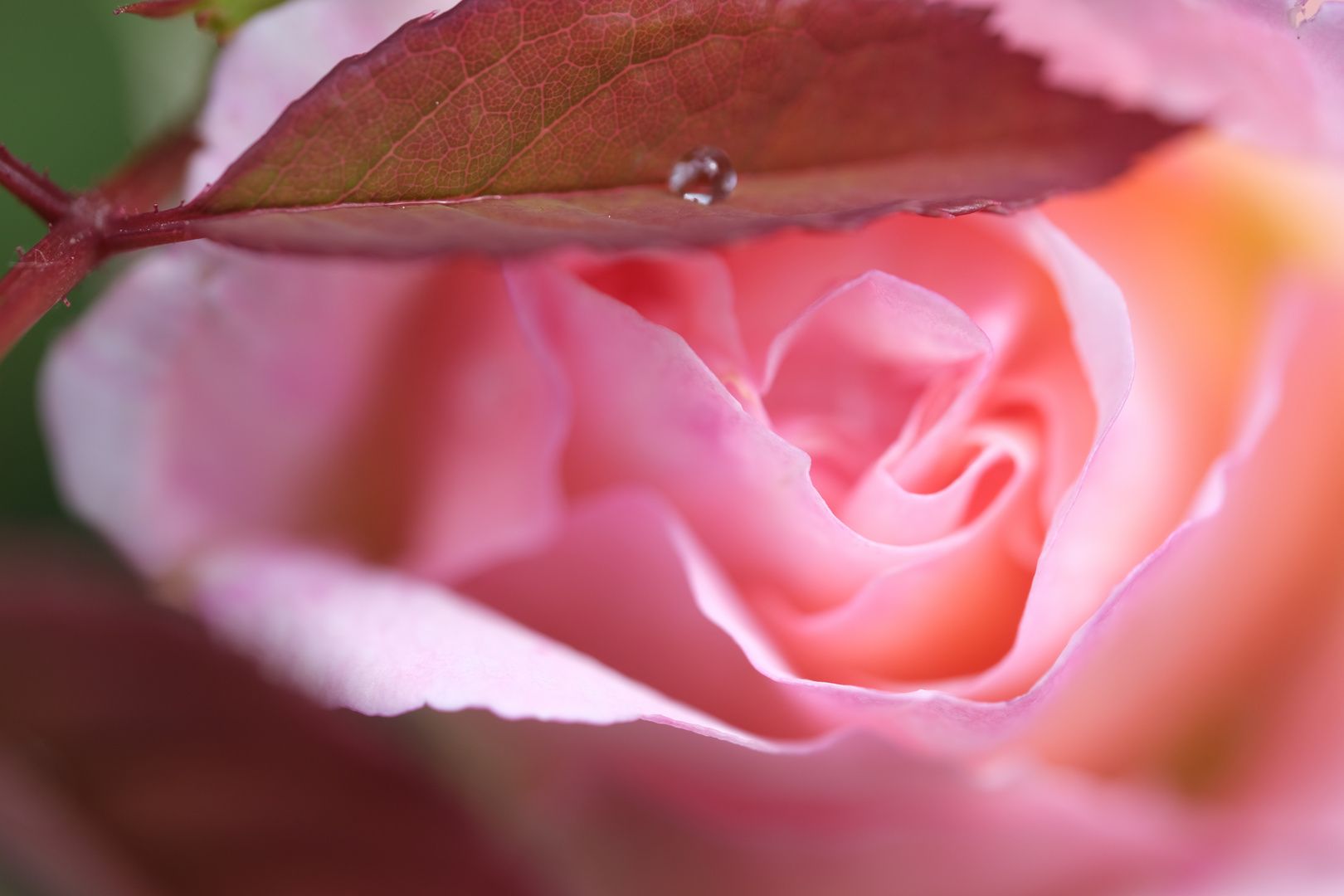 Rose nach dem Regen, Liebermannvilla Wannsee