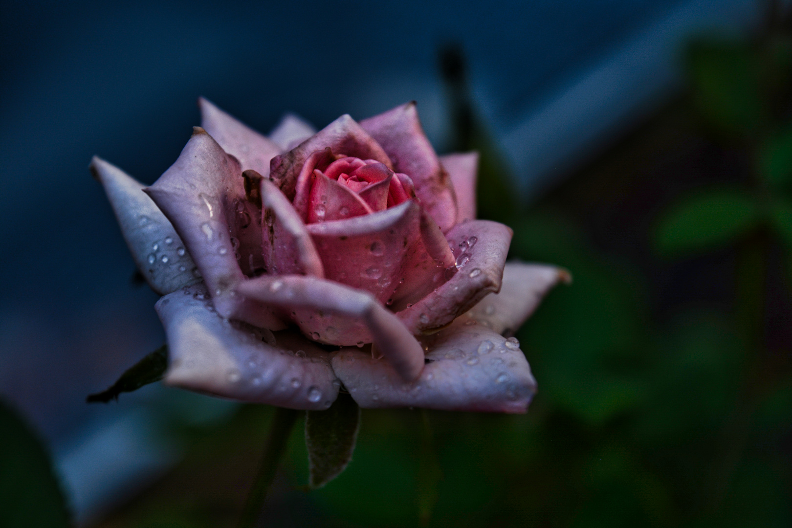 Rose nach dem Regenschauer