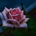 Rose nach dem Regenschauer