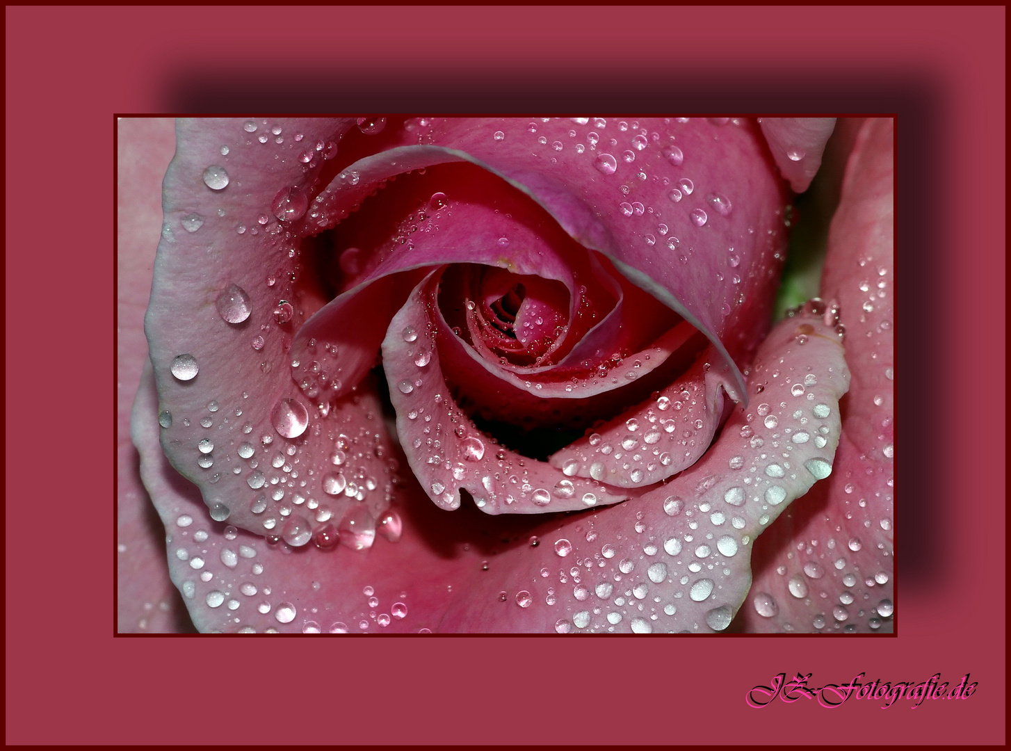 Rose nach den Regen