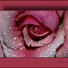 Rose nach den Regen