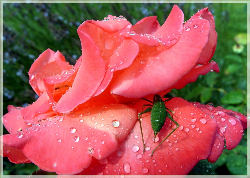 ... Rose nach den Regen