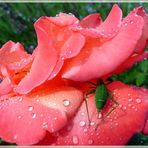 ... Rose nach den Regen