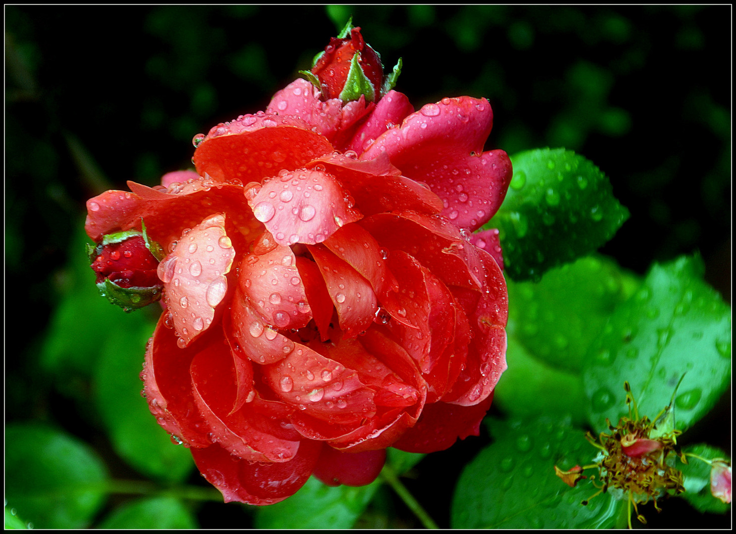 Rose nach einem leichten Sommerregen ... 2 ...