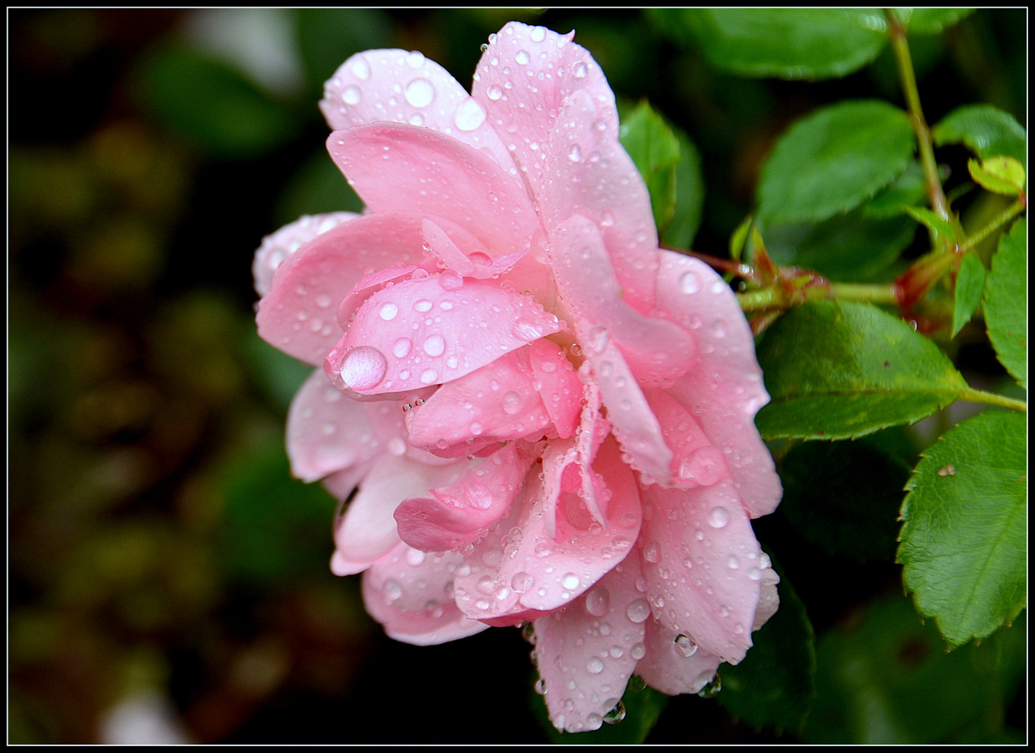 Rose nach einem leichten Sommerregen....