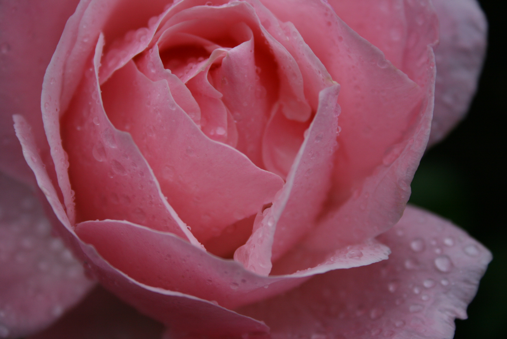 Rose nach einem Regenschauer...