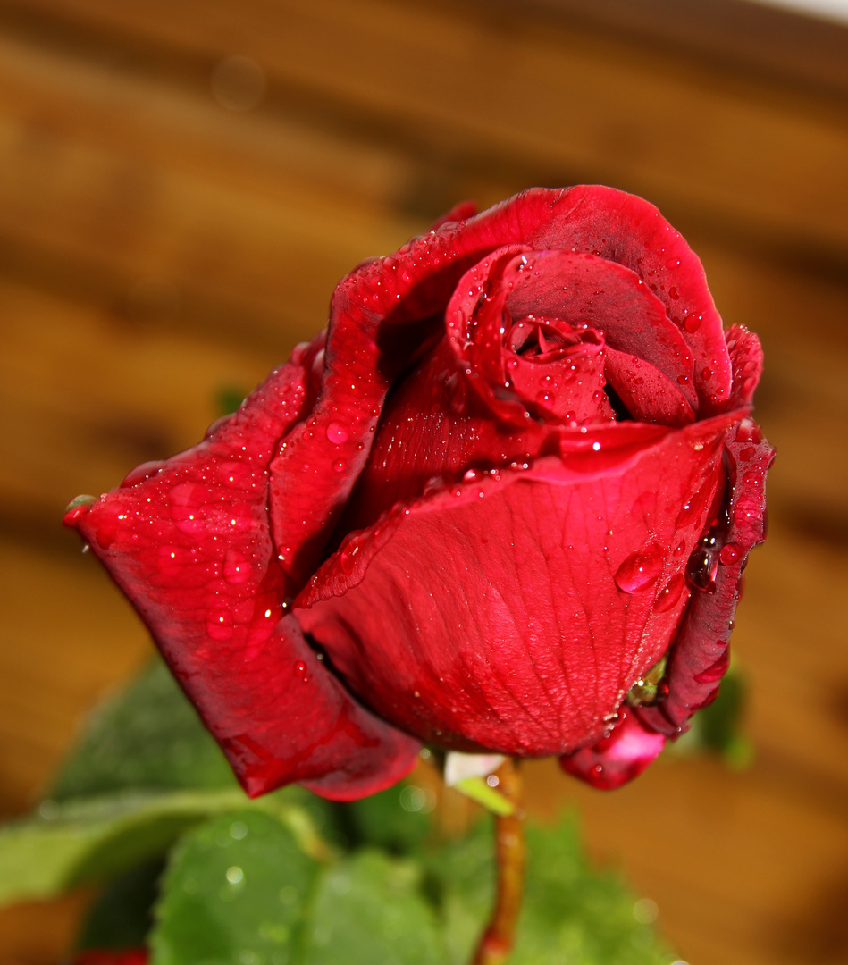 Rose nach einem Regenschauer