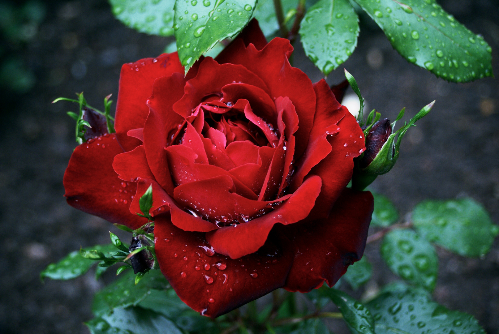 Rose nach einem Regenschauer