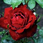 Rose nach einem Regenschauer