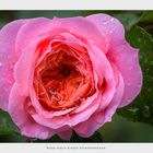 Rose Nach Einem Sommerregen