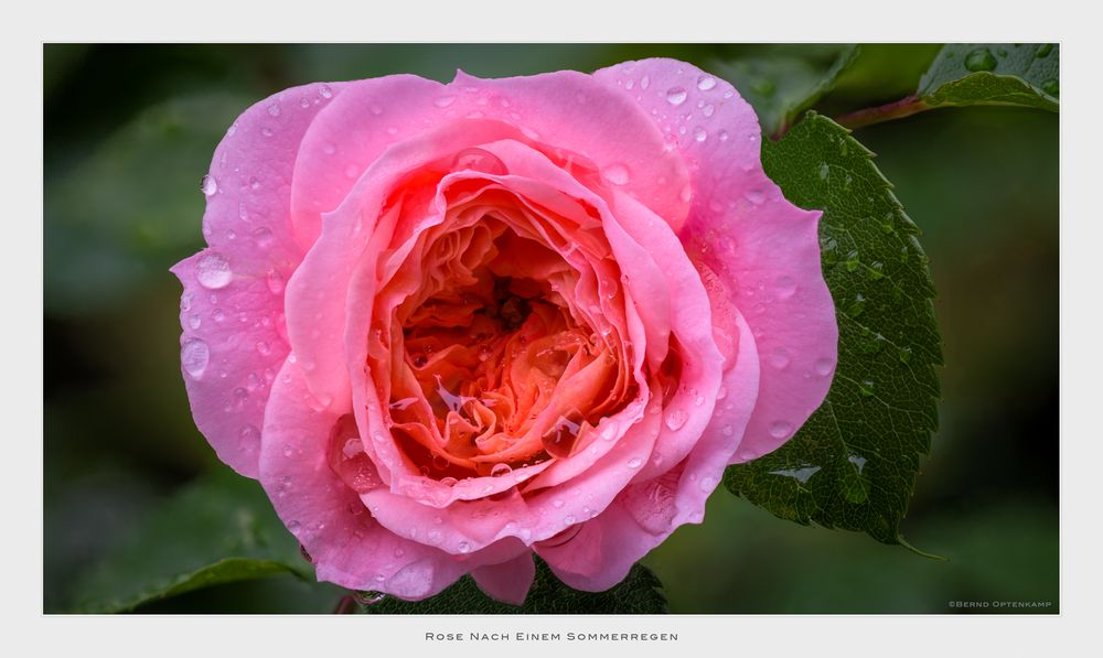 Rose Nach Einem Sommerregen