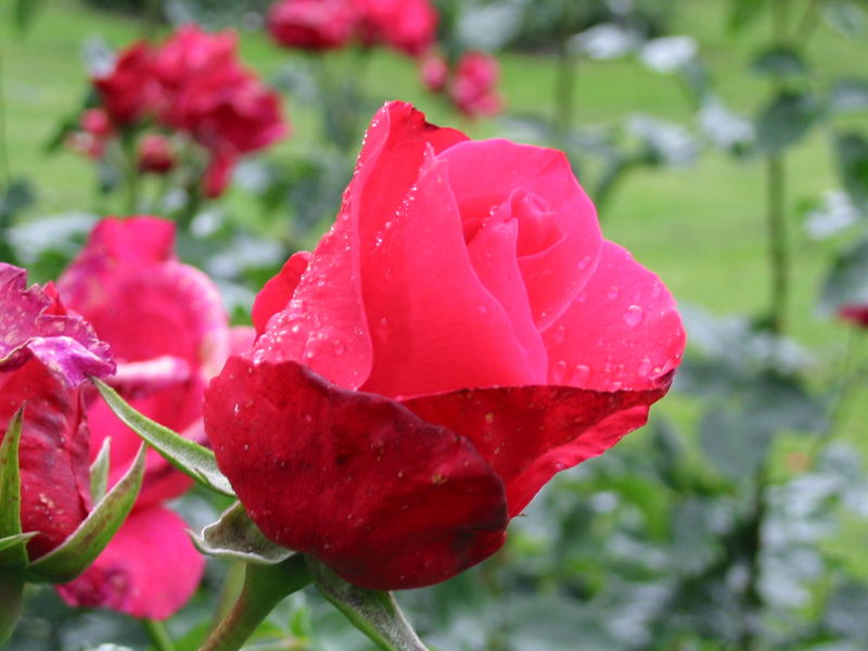 Rose nach einem Sommerregen