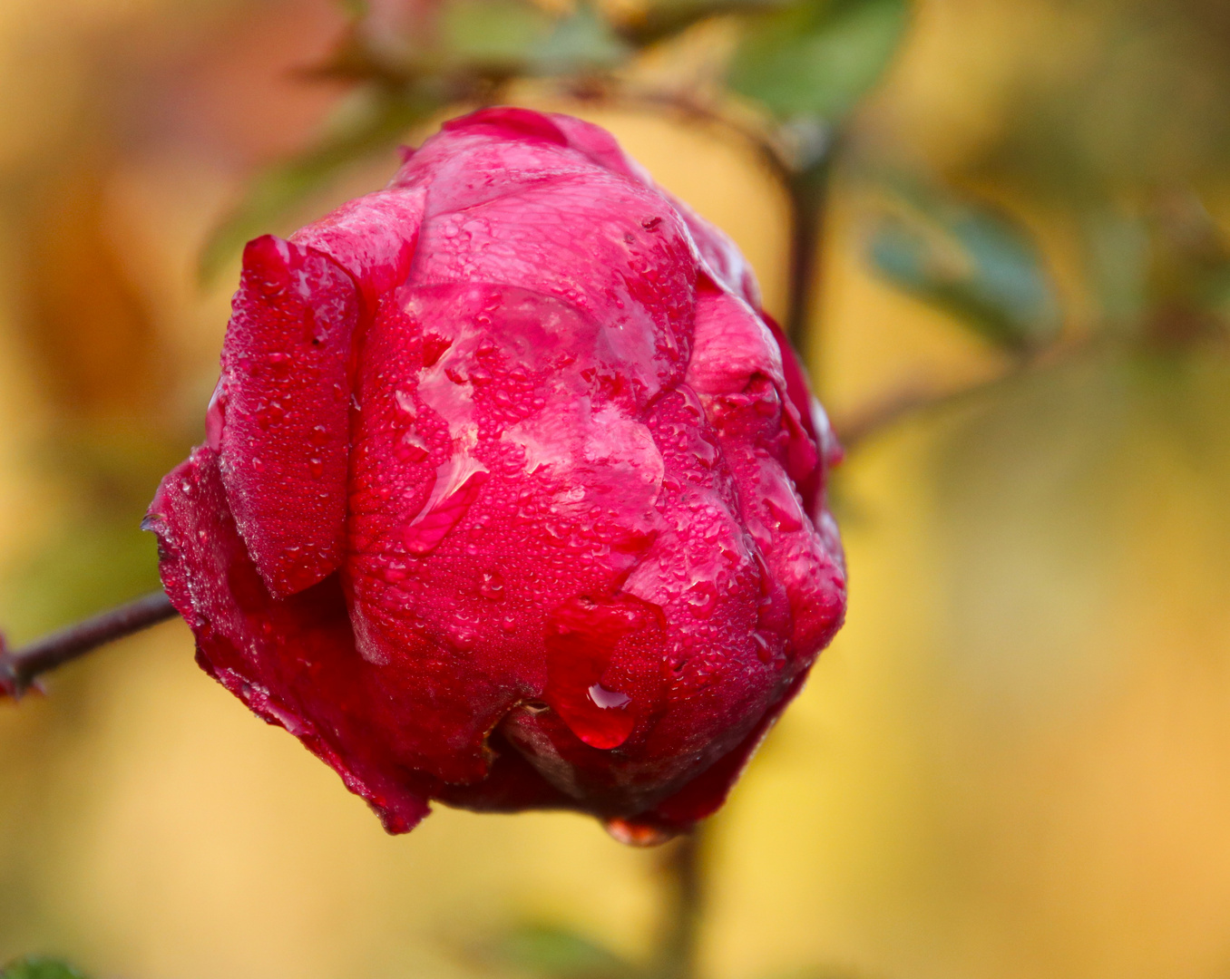 Rose nach einer frostigen Nacht