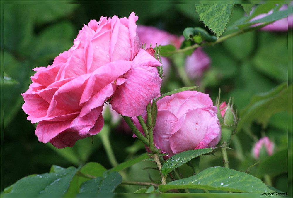 Rose nach kurzem Gewitterschauer