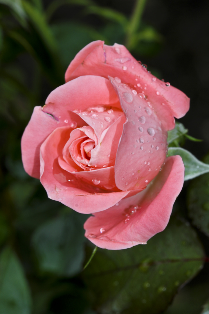 Rose (nach kurzem Regen)
