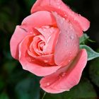 Rose (nach kurzem Regen)