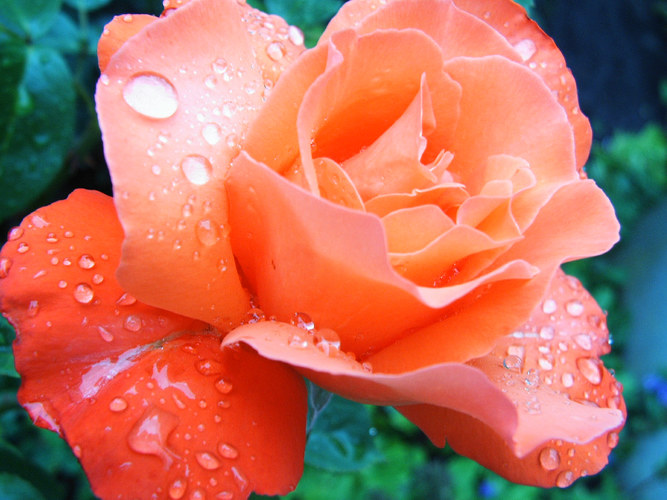 Rose nach leichtem Regen