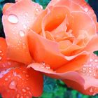 Rose nach leichtem Regen