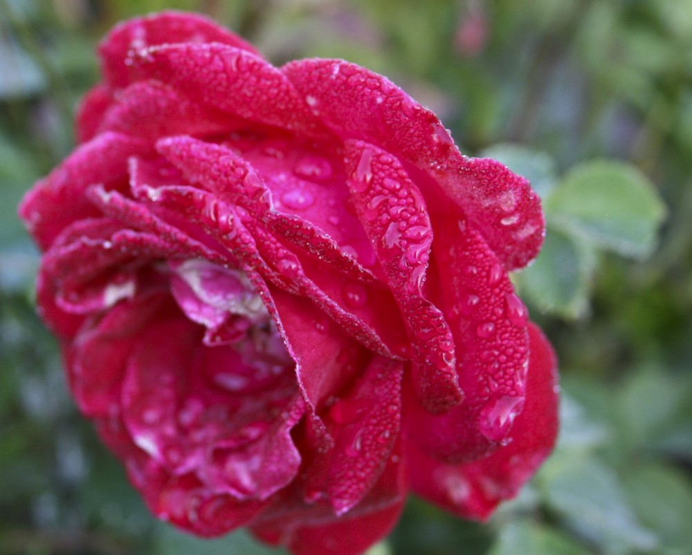 Rose nach Nebel 1