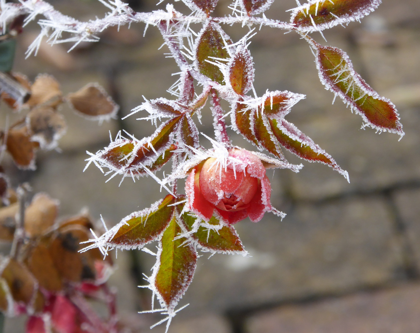 Rose nach Raureif