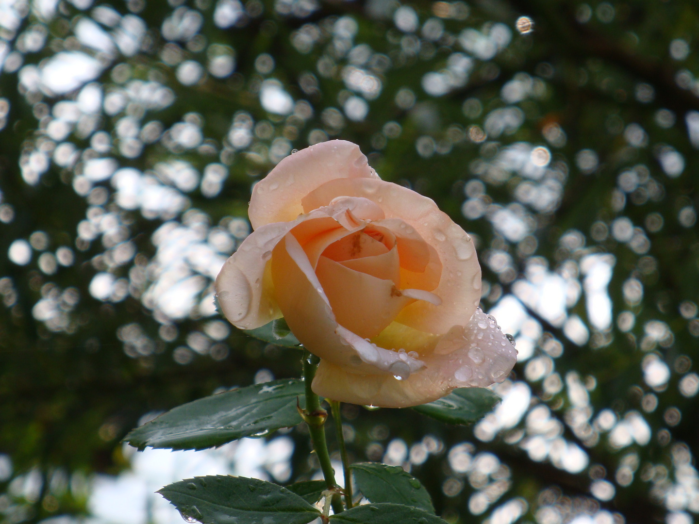 Rose nach Regen