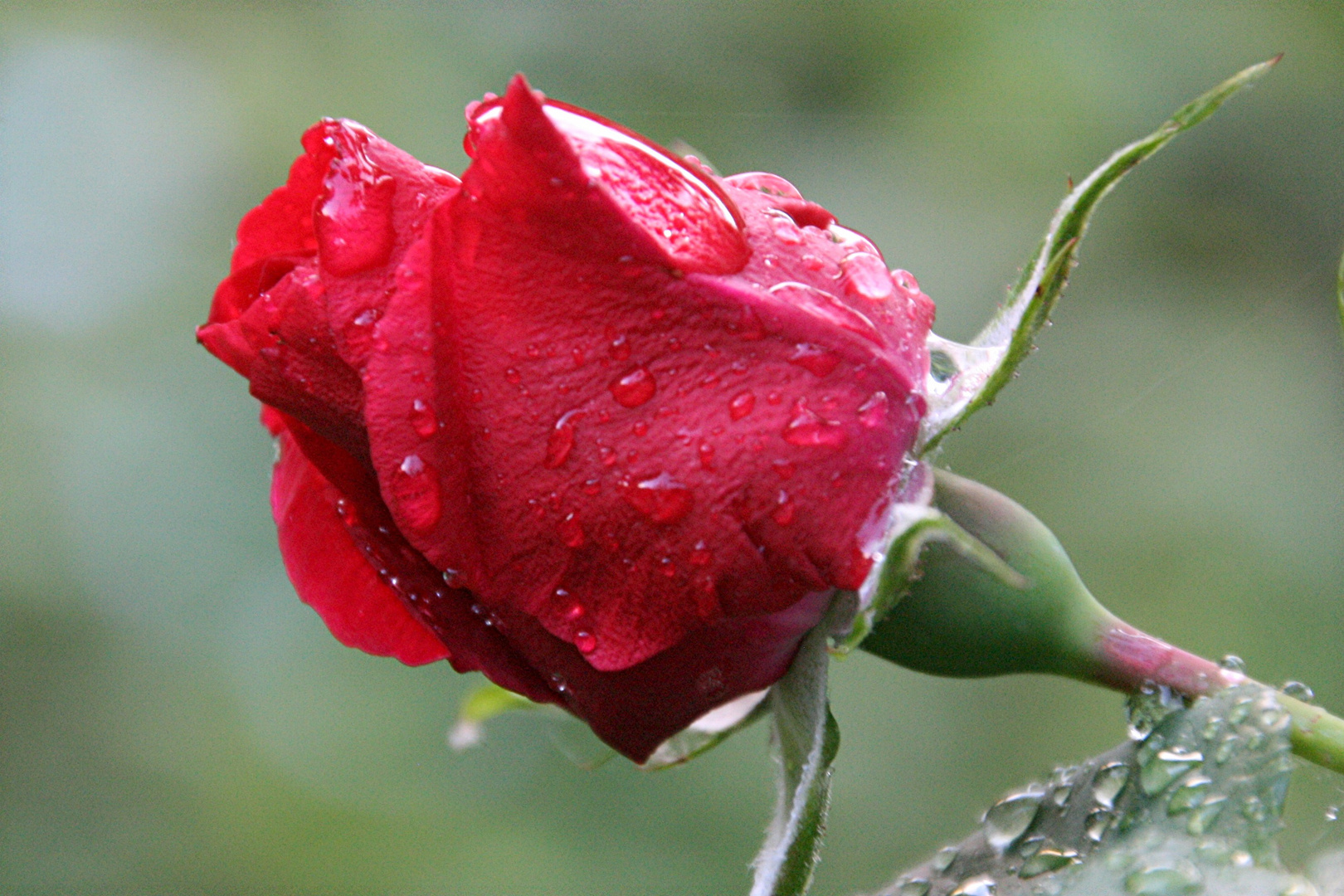 Rose nach Regen