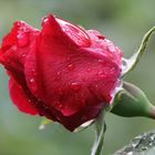 Rose nach Regen