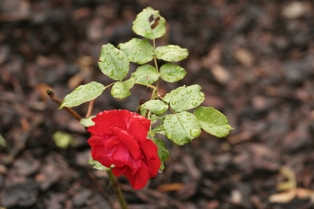 Rose nach Regen