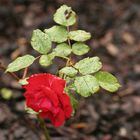 Rose nach Regen