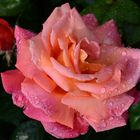 Rose nach Regen