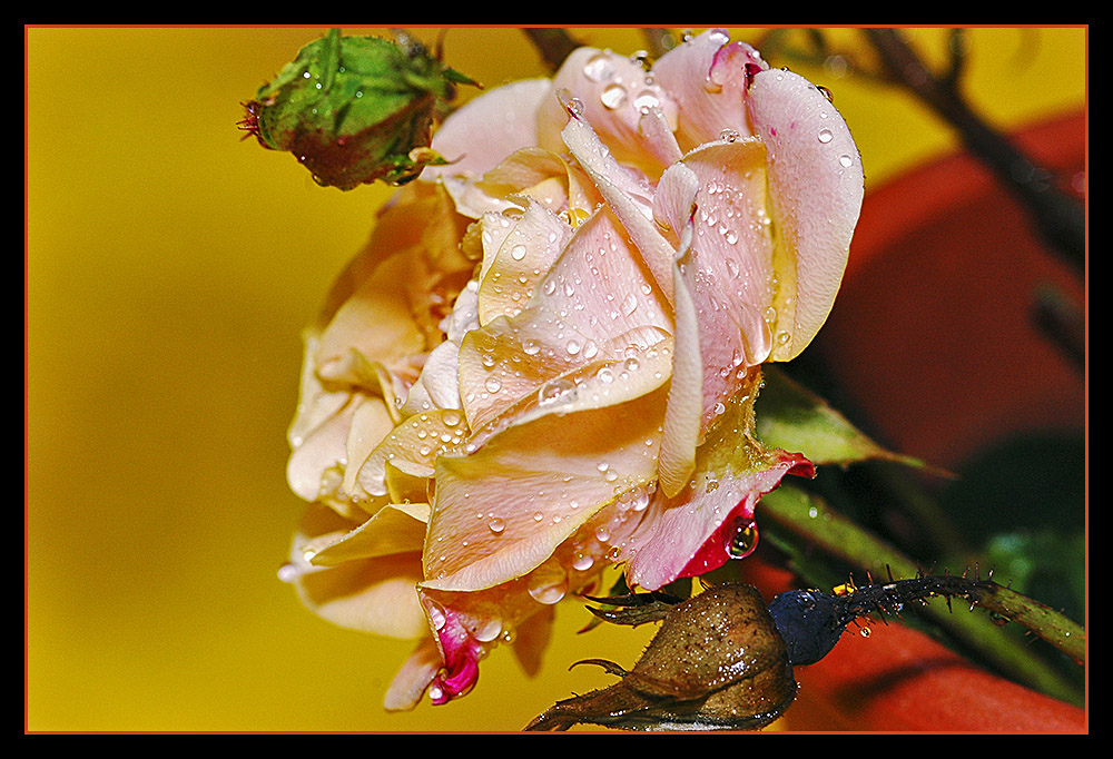 Rose nach Regen