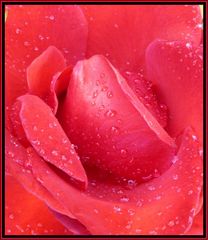 Rose nach Regen