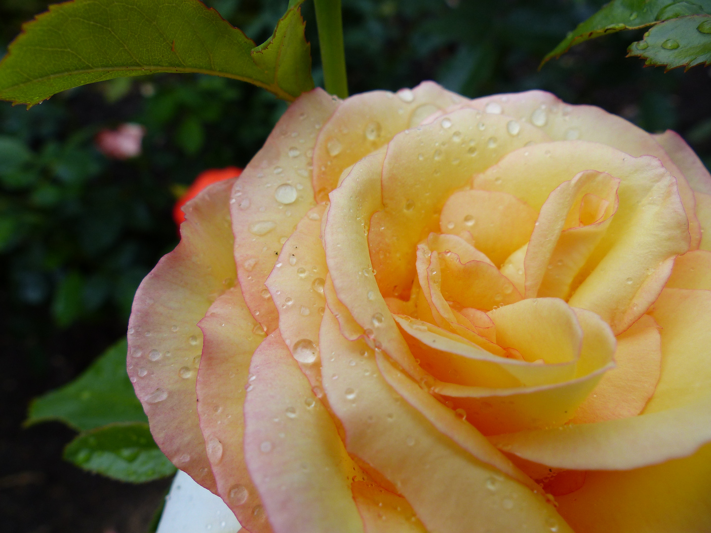 Rose nach Regen