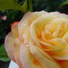 Rose nach Regen