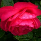 Rose nach Regen