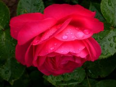 Rose nach Regen