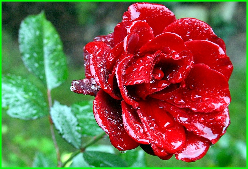 Rose nach Regen