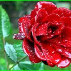 Rose nach Regen