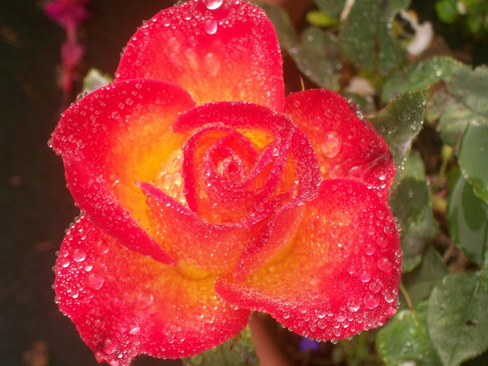 rose nach regen