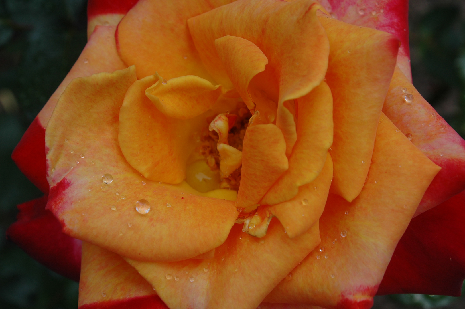 Rose nach Regen