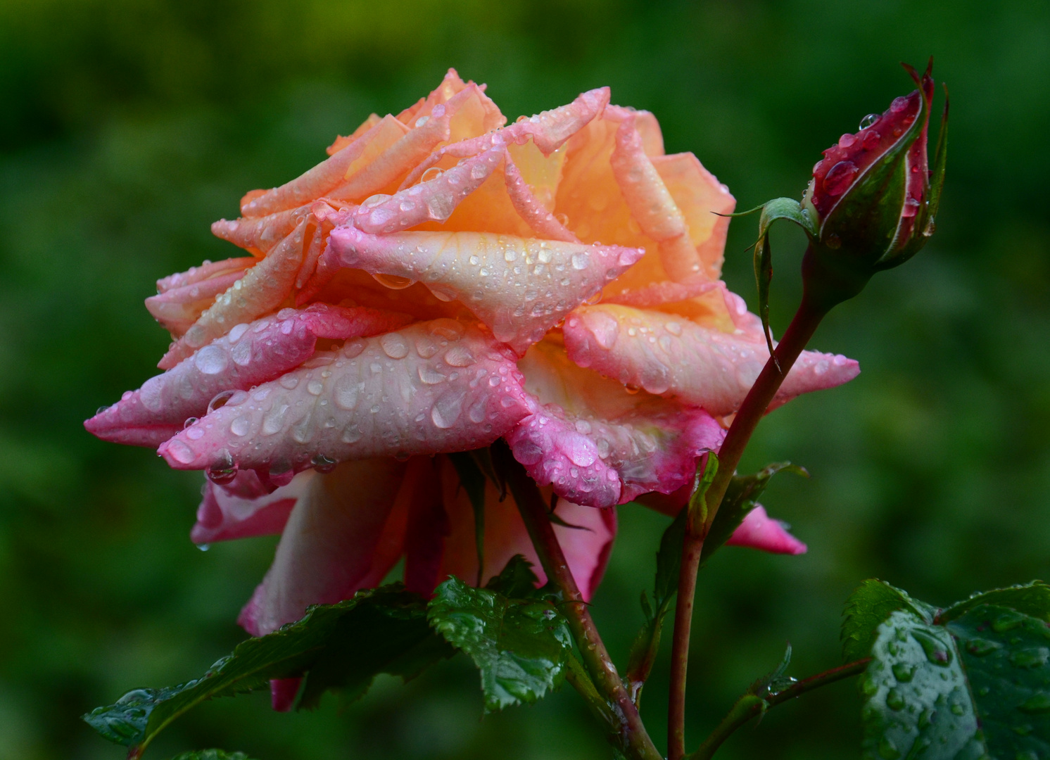 Rose nach Regen