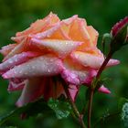 Rose nach Regen